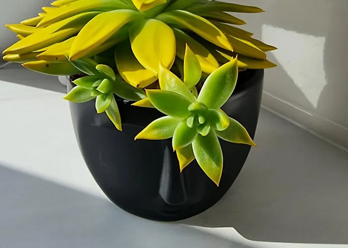 Petro Studija Apartamento Kaunas